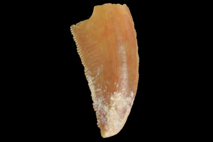 Serrated, Raptor Tooth - Real Dinosaur Tooth #176172